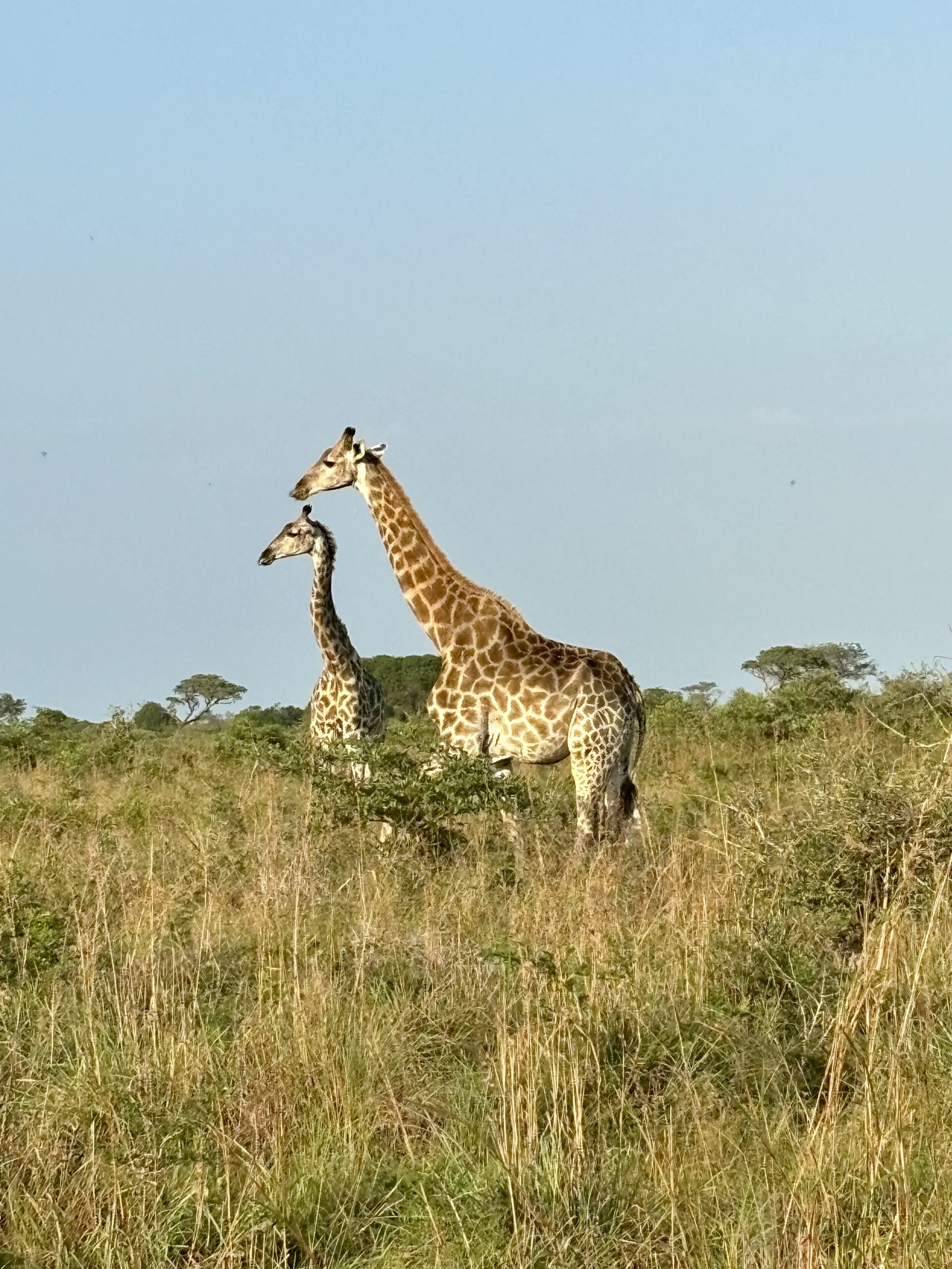 Savanna landscape with acacia trees