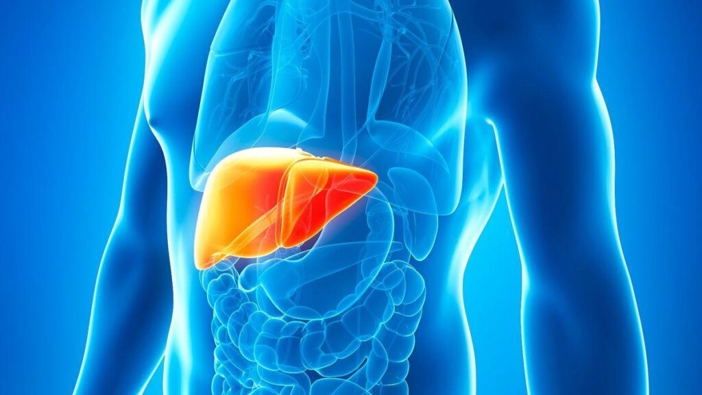 3D illustration of the human liver